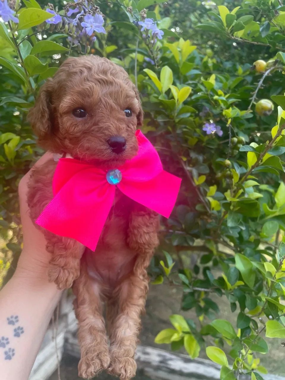 Poodle Mini  - Foto 2