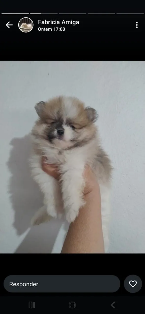 Lulu da Pomerânia ursinho macho