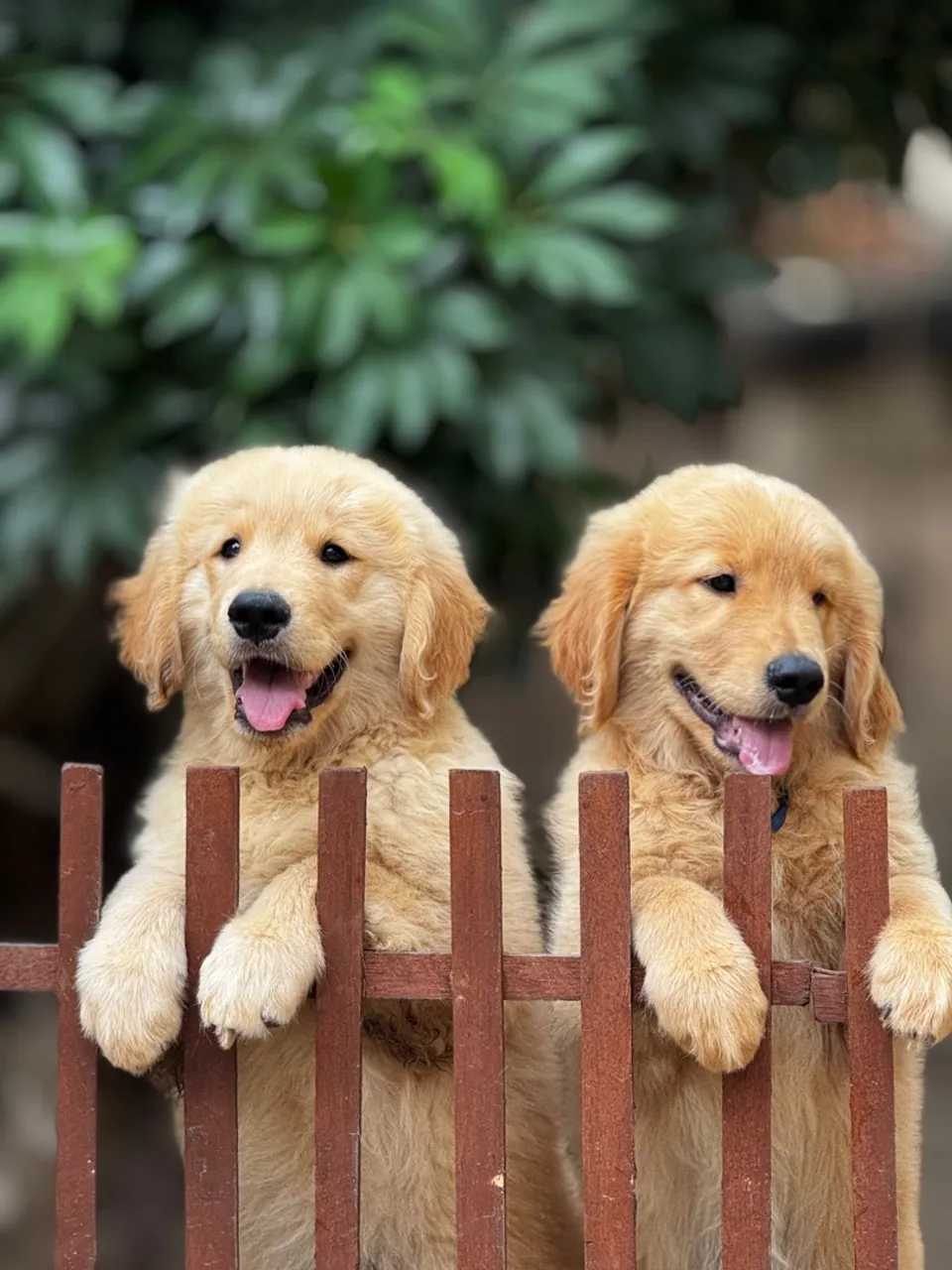 *golden retriever
