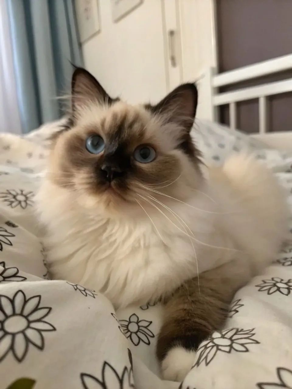 Gatinho Ragdoll - Ideal para Famílias e Crianças!