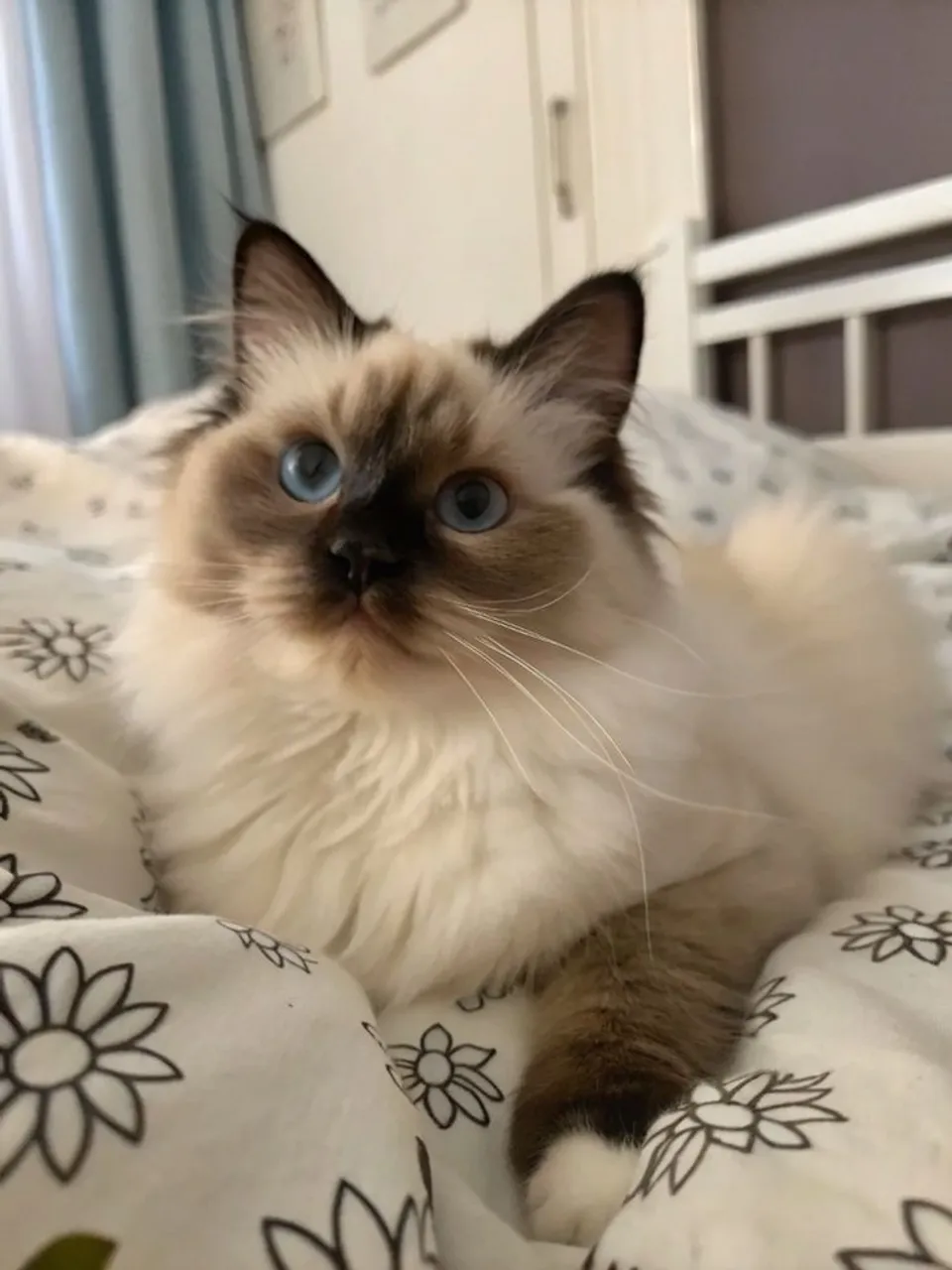 Gatinho Ragdoll - Ideal para Famílias e Crianças!