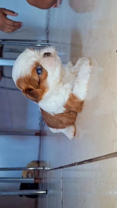 Filhote Shih Tzu