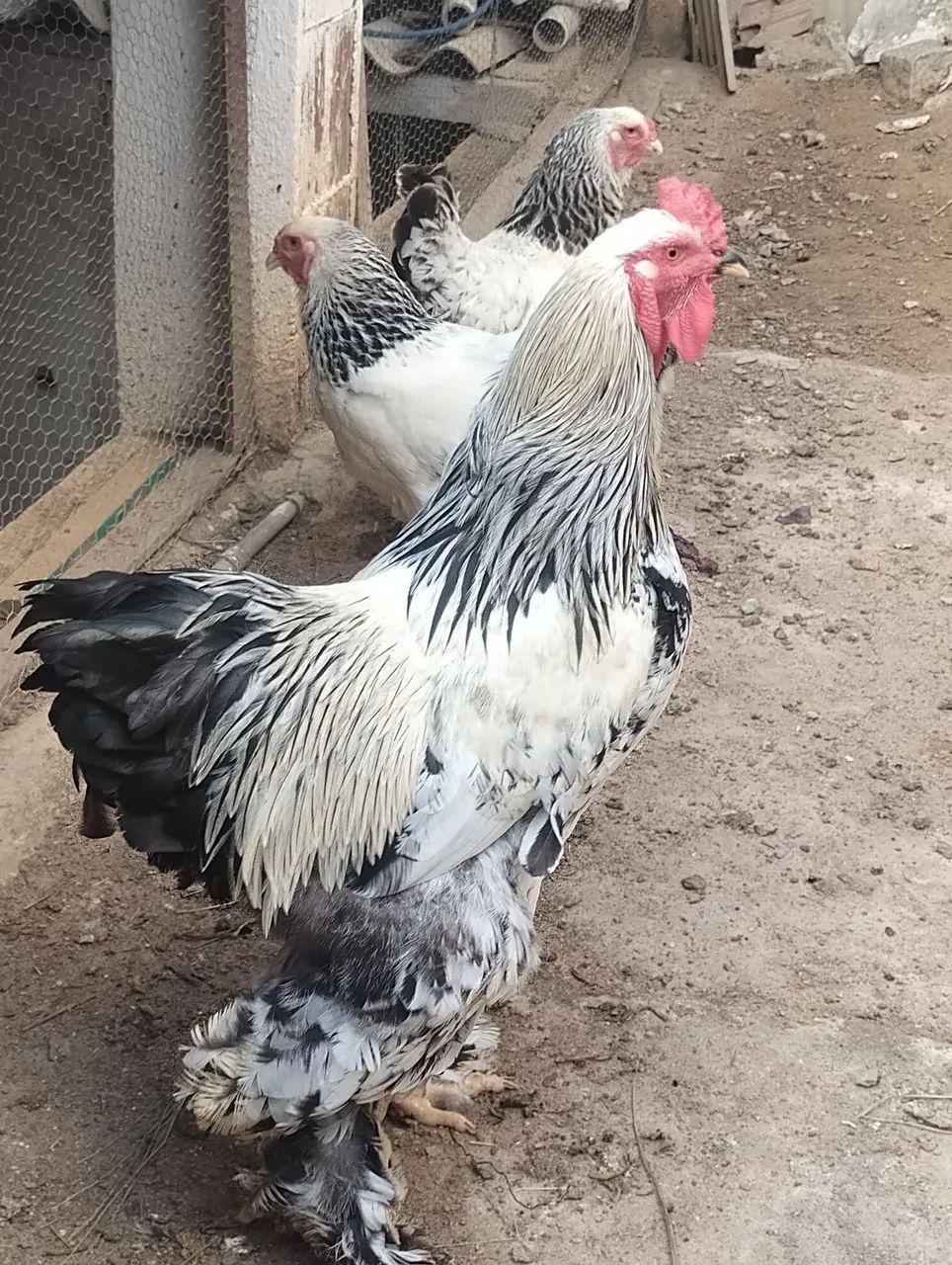 Galinha Brahma light 