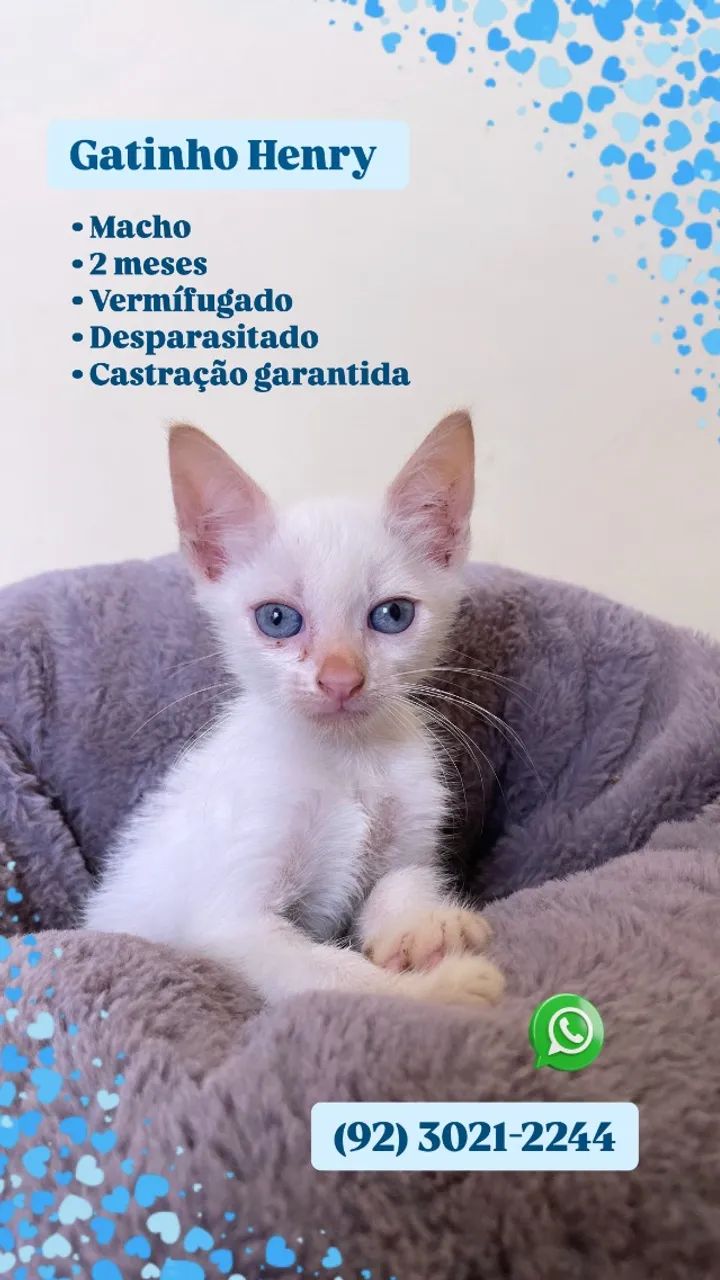 Lindos filhotes de felinos ? - Foto 3