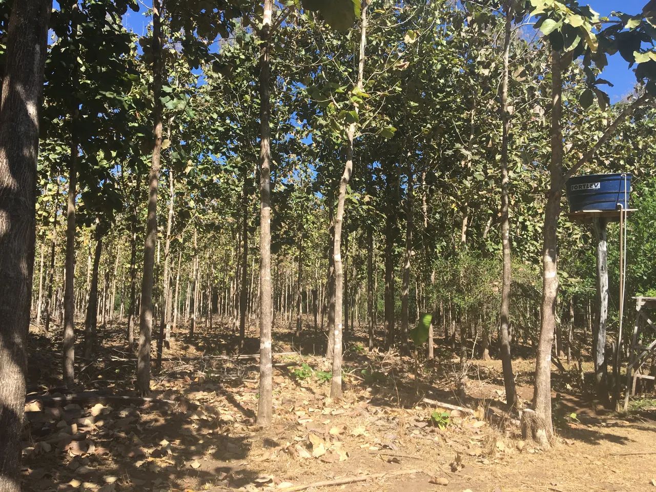FAZENDA RURAL em PALMAS - TO, SETOR SUL (TAQUARALTO)