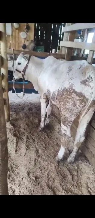 Vendo dois tourinhos  - Foto 4