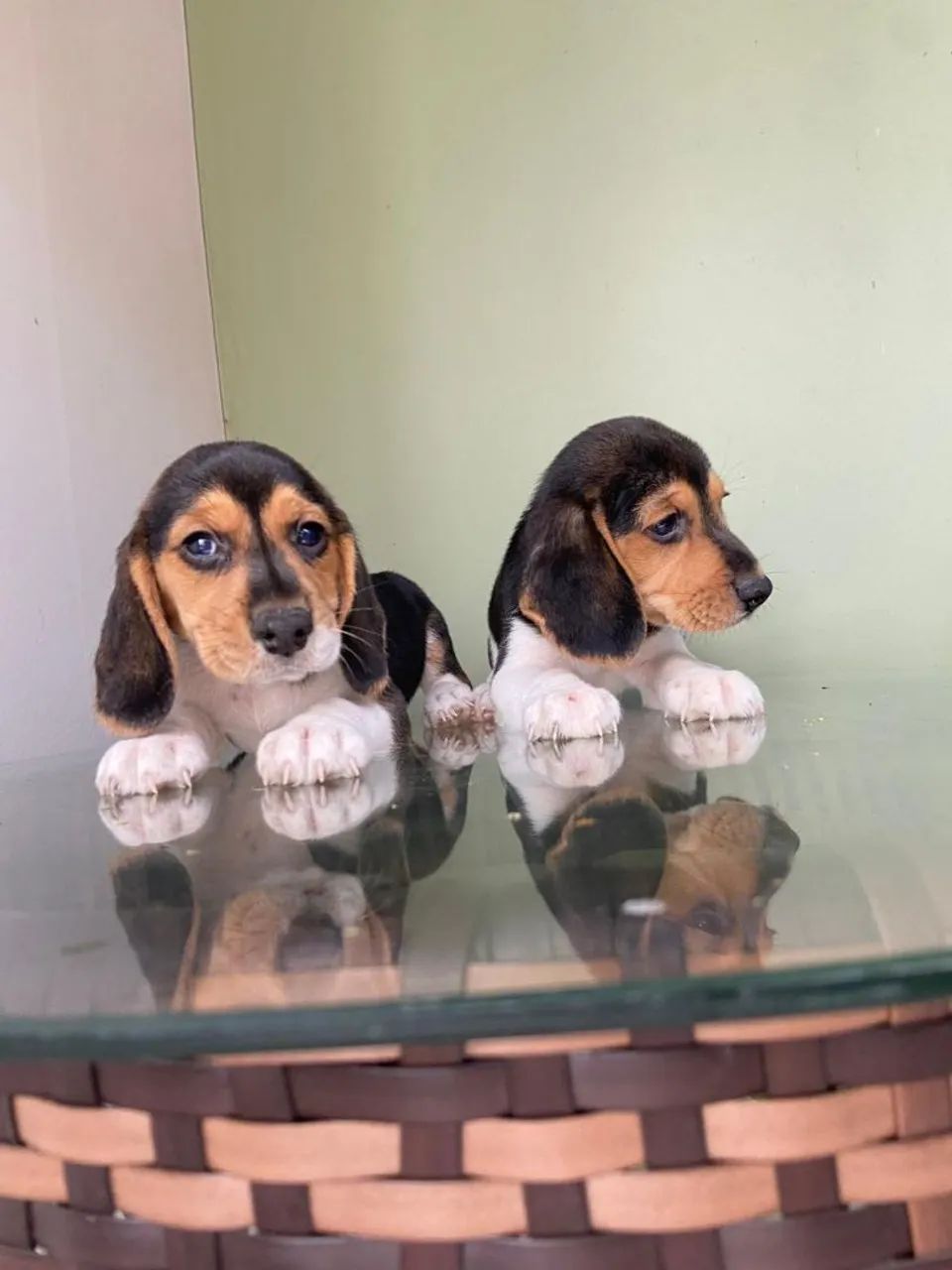 Filhotes de Beagle  - Foto 4