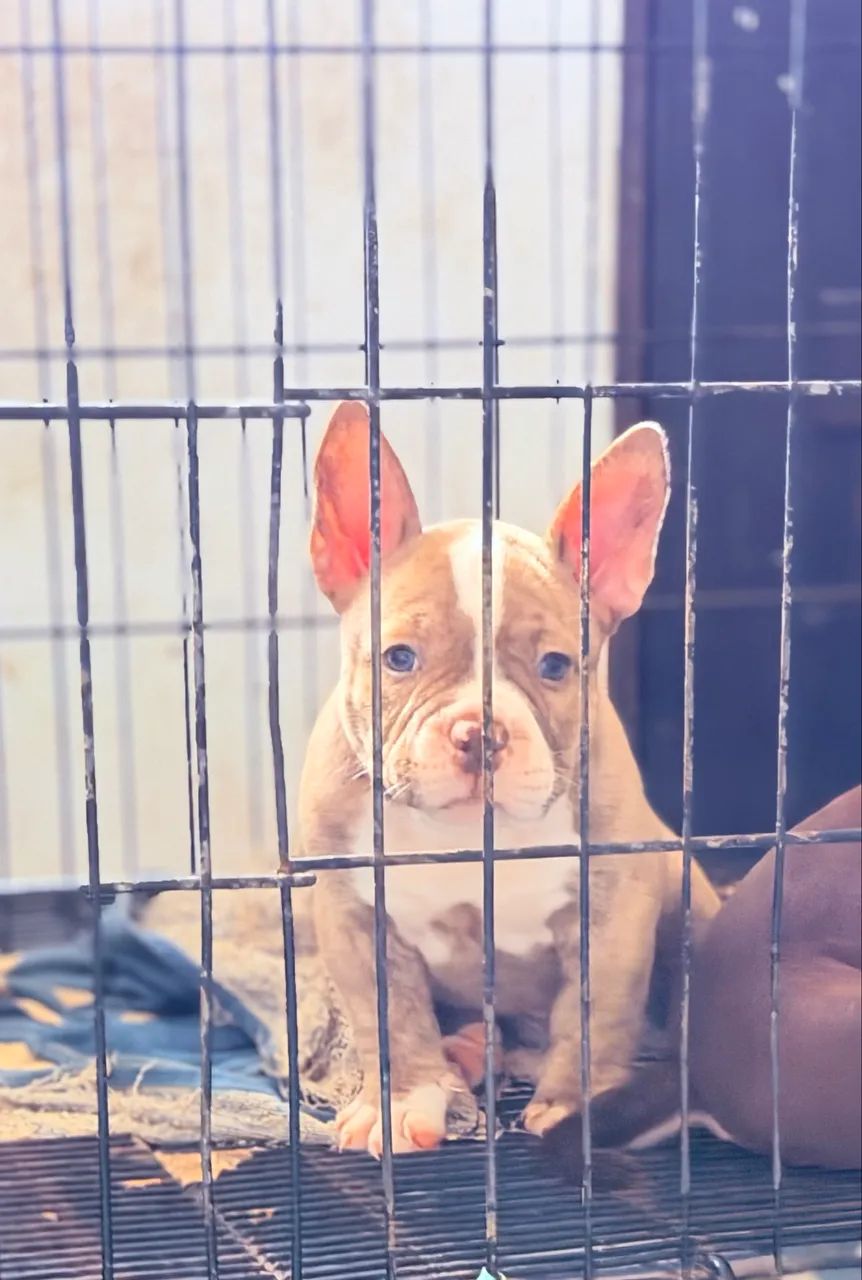 American Bully fêmeas  - Foto 4