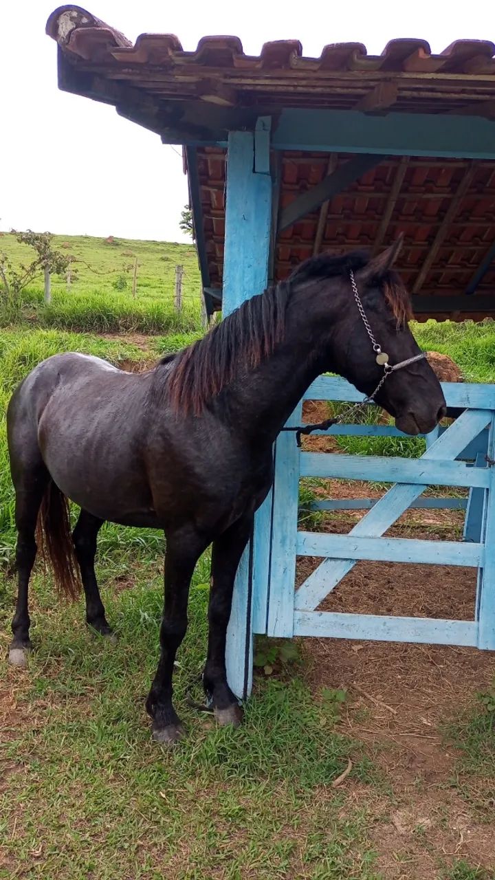 Cavalo - Foto 5
