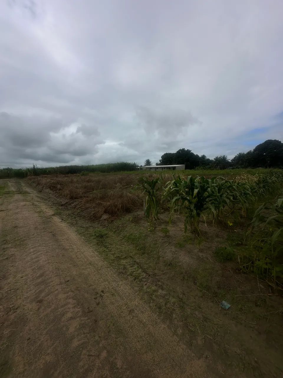 Lotes em junqueiro 15 mil OPORTUNIDADE!! - Foto 3