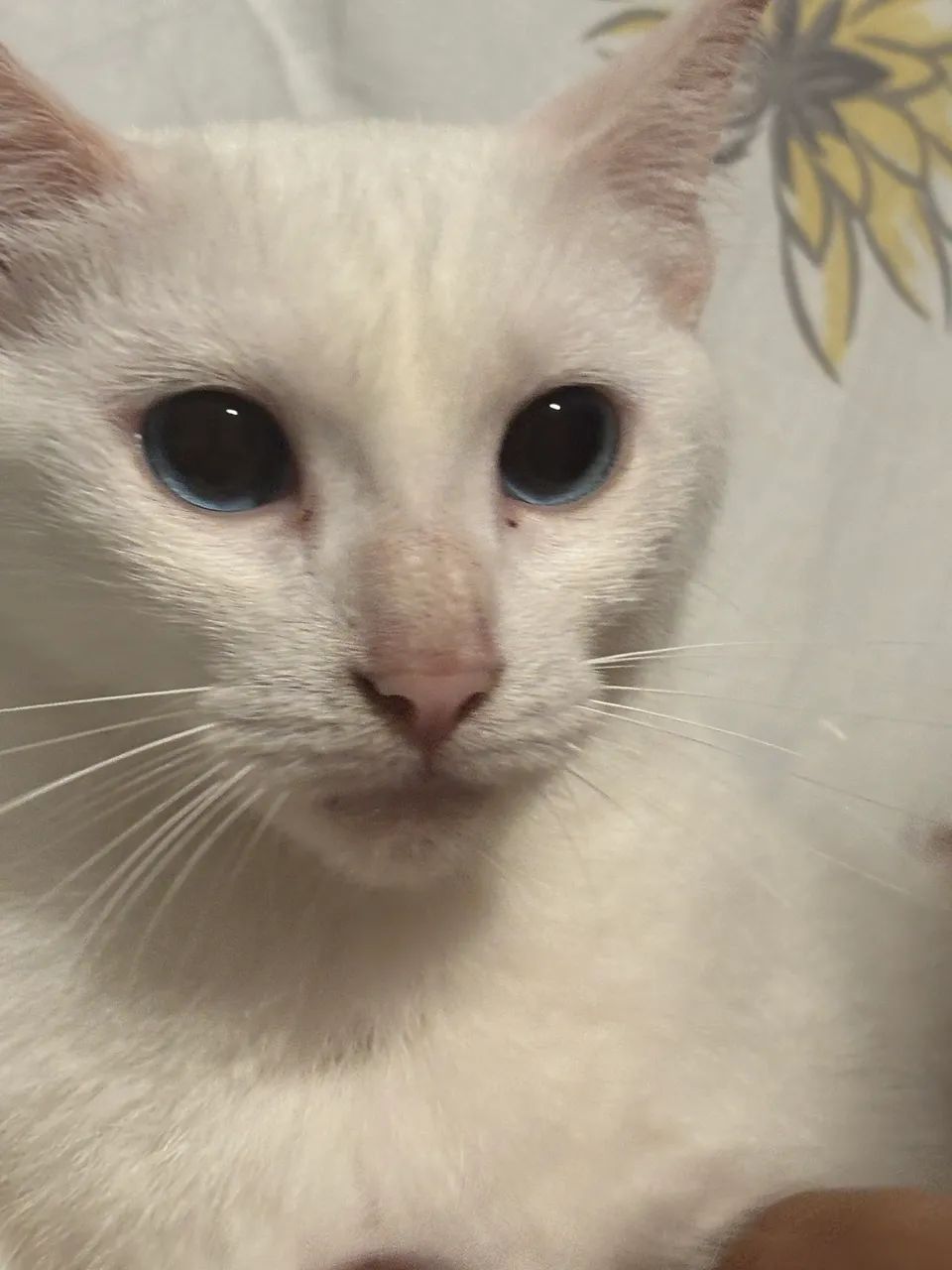 Gata fofa - Foto 3