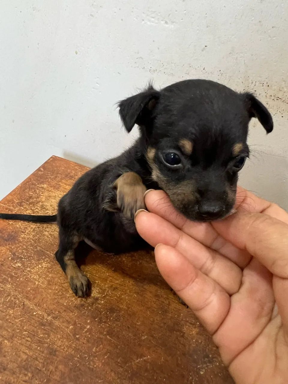 Pinscher macho - Foto 2