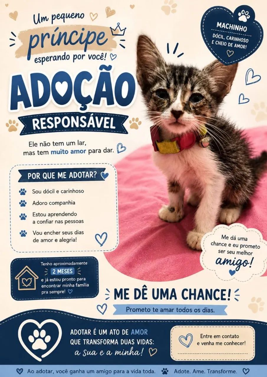 Gato macho - doação  - Foto 4