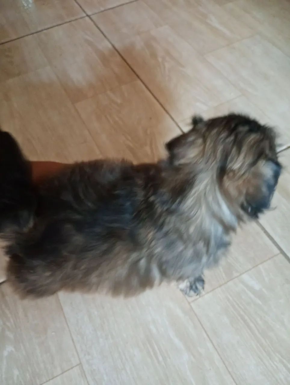 Shitzu mini - Foto 5