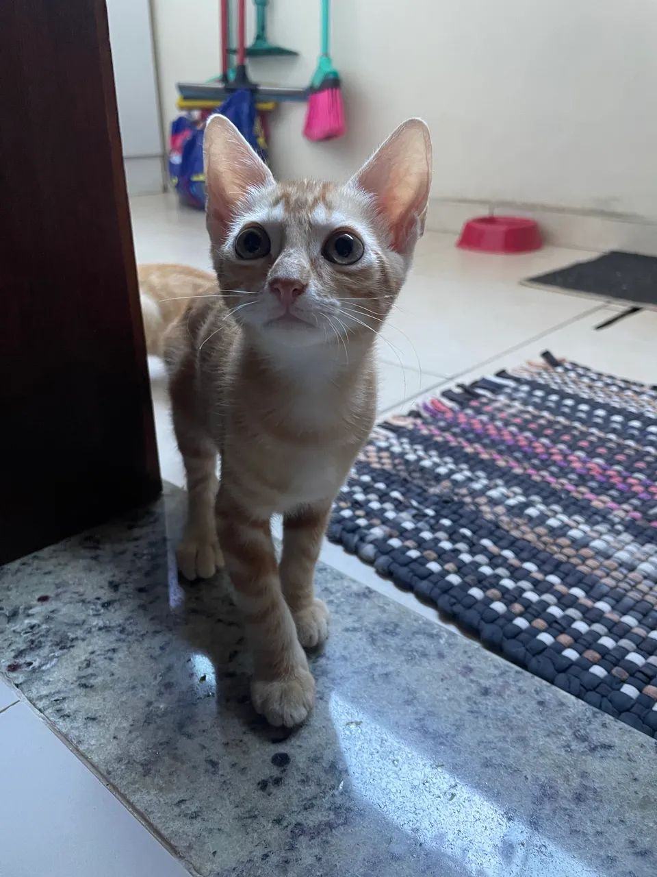 Doação de gatinhos laranjas - Foto 5