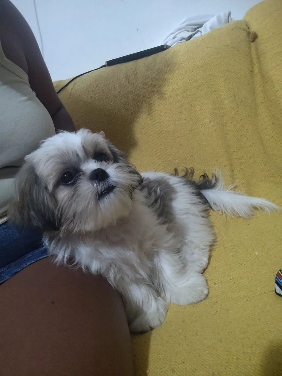 Cachorro  - Foto 5