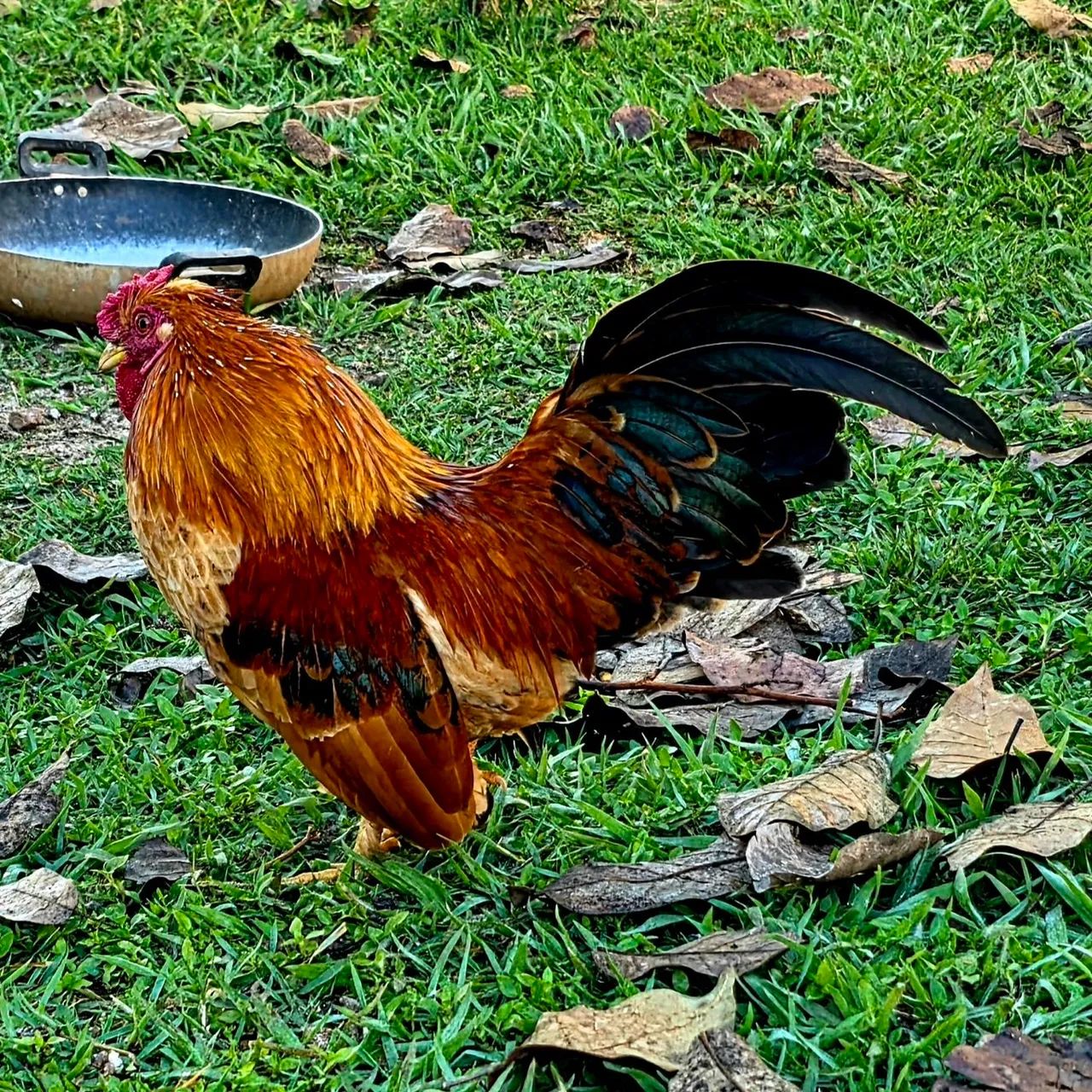  MINI GARNIZÉ - Foto 3