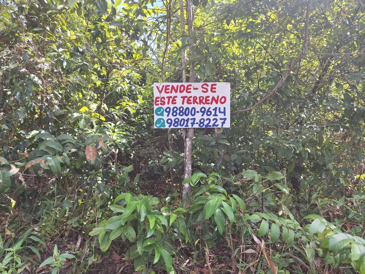 Dois terrenos em Marapanim PA