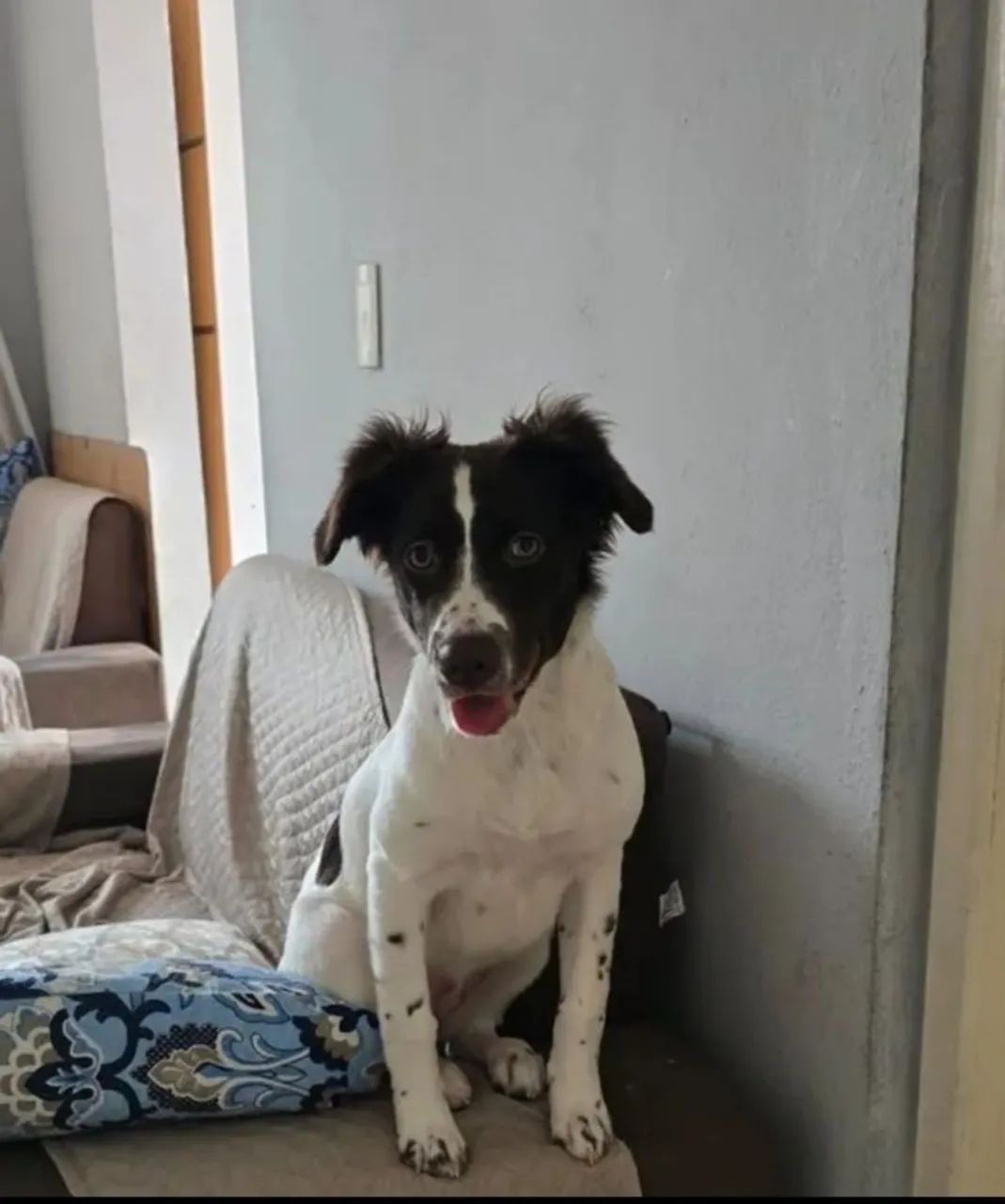 Doação de cachorro 