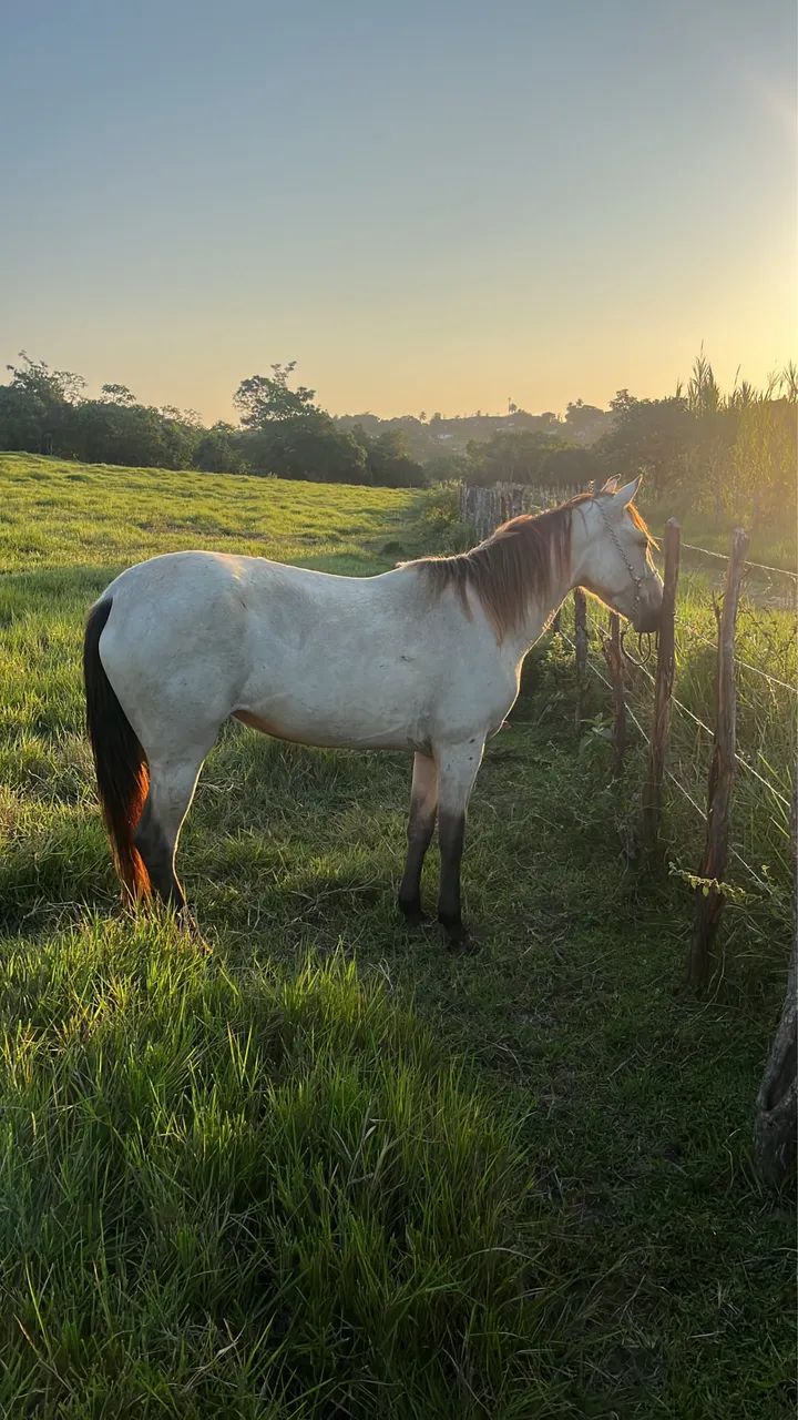 Porda pra vender  - Foto 2