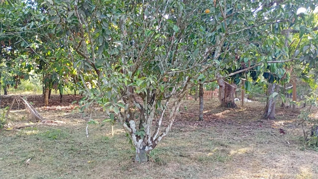 Sítio a venda  - Foto 3