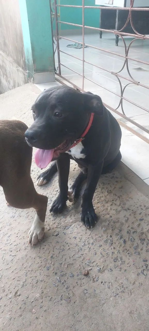 Vende-se um pit bull 