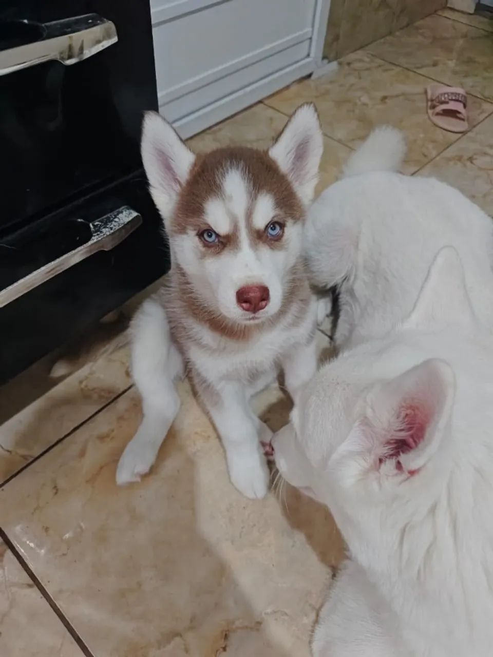 Filhotes Husky siberiano - Cachorros - Edson Passos, Mesquita