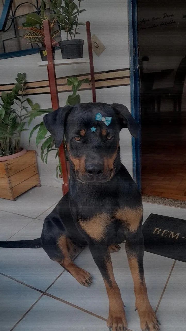 Adoção de Rottweiler  - Foto 4