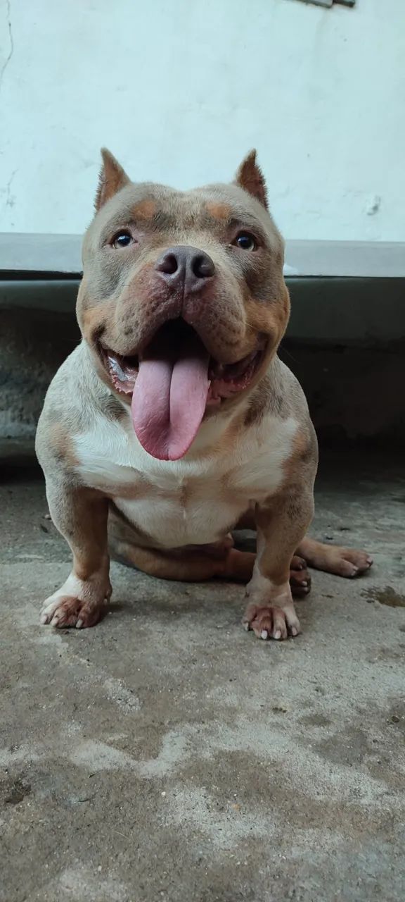 Exotic Bully