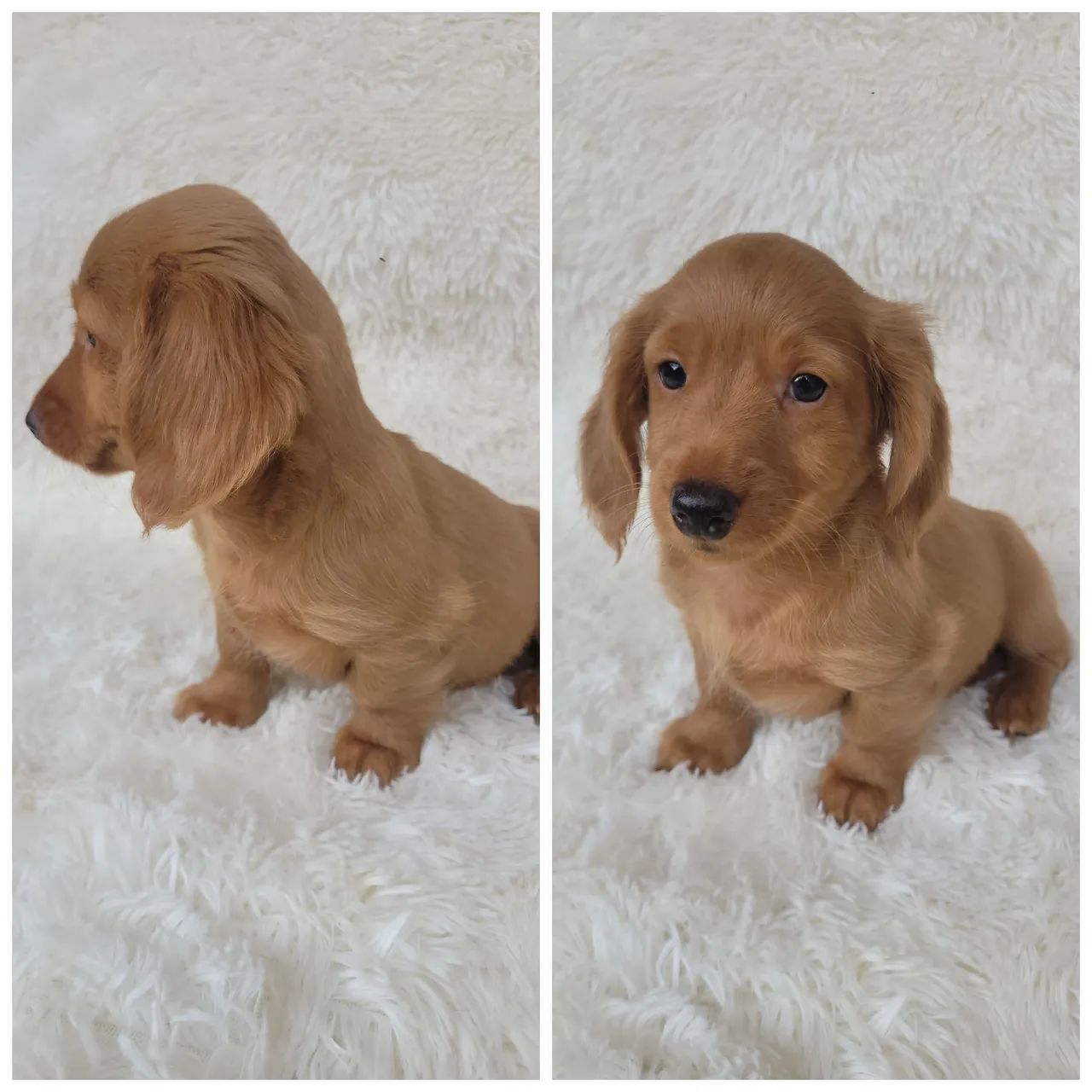 Dachshund macho pelo longo liso creme  - Foto 4