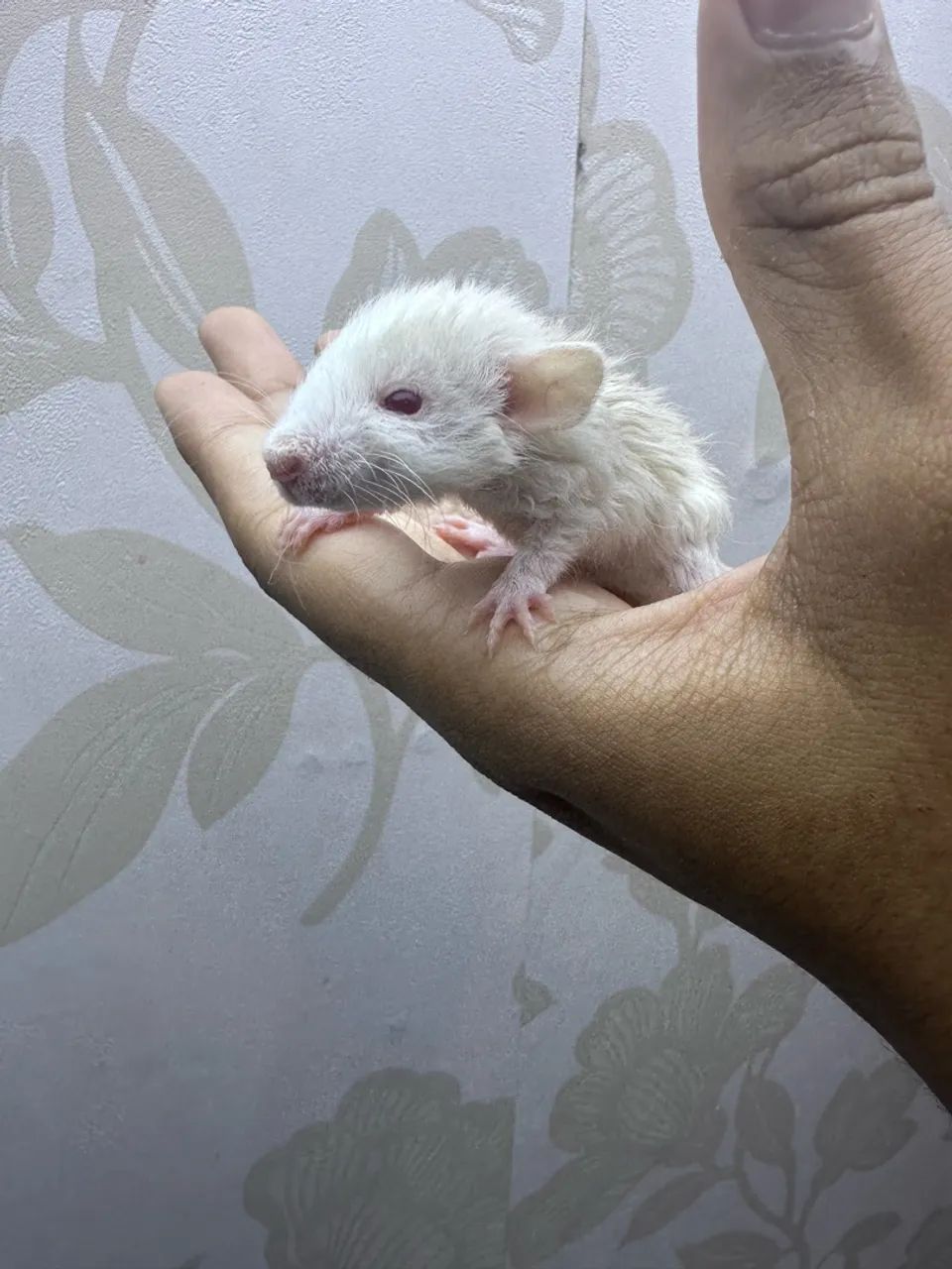 Rato Twister rex  - Foto 2