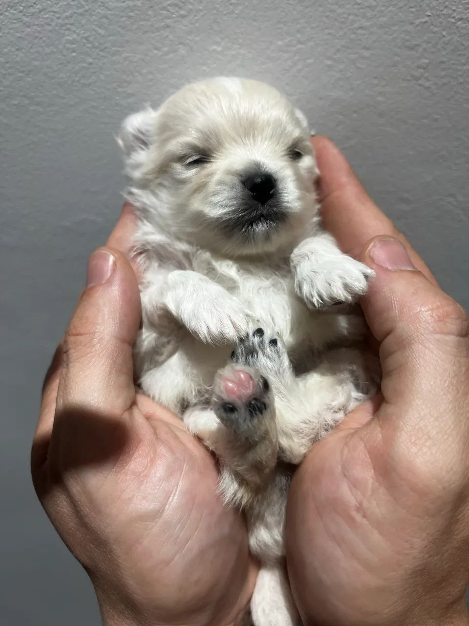 Spitz alemão anão  - Foto 5