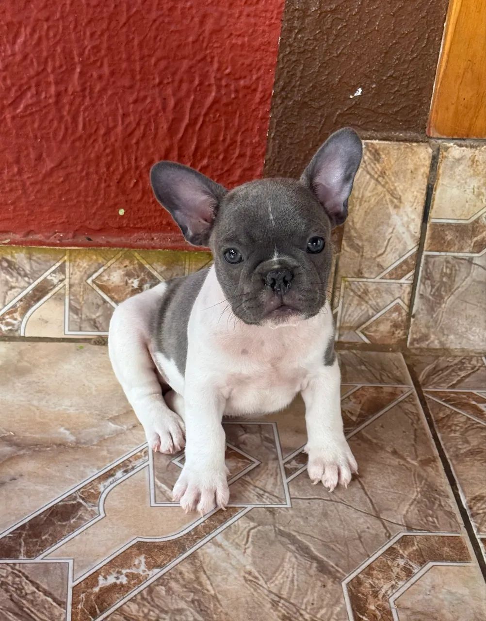 Filhote de buldogue francês  - Foto 4