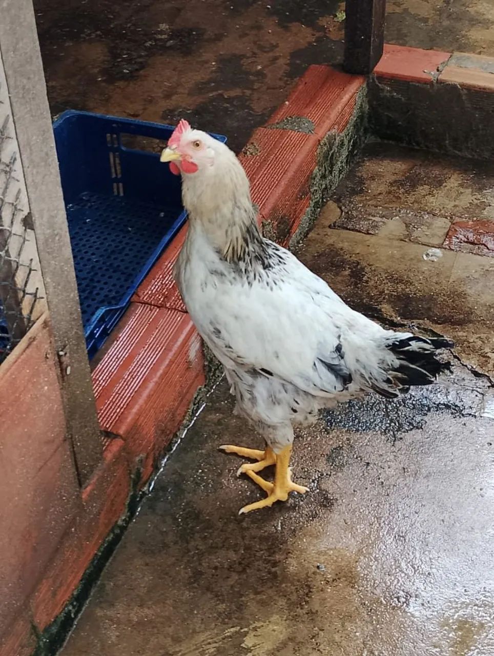 Galos caipira - Foto 4