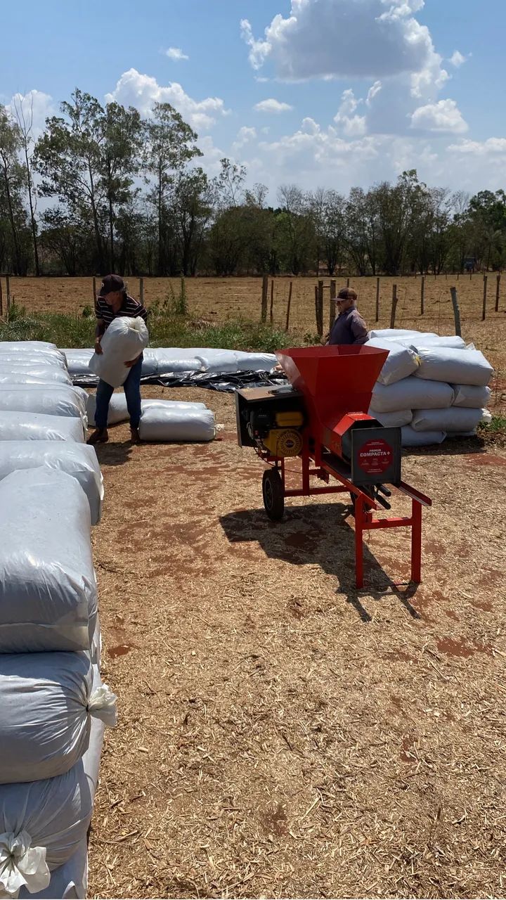 Silagem de Capiaçu  - Foto 4