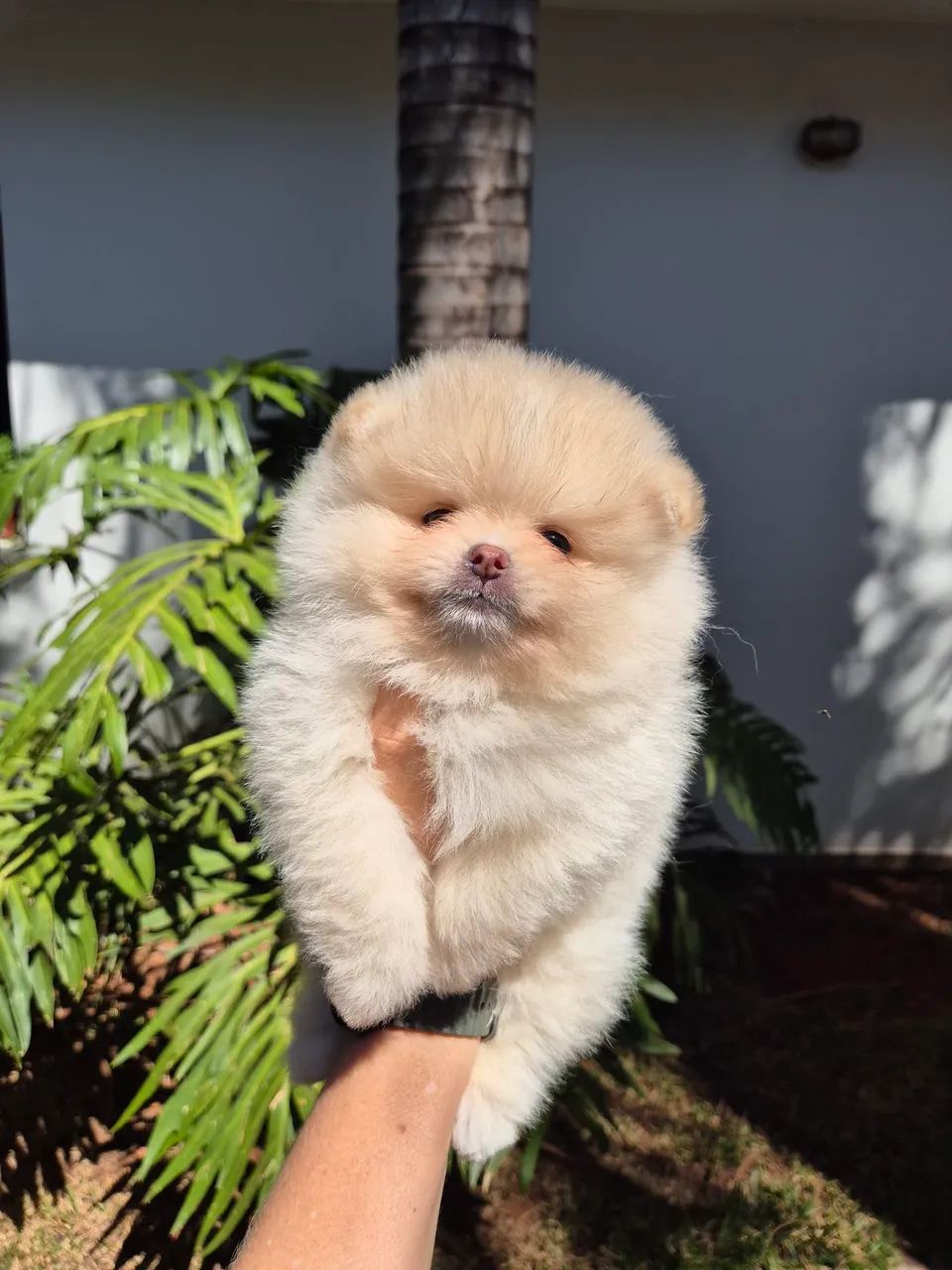 Spitz alemão bem ursinho