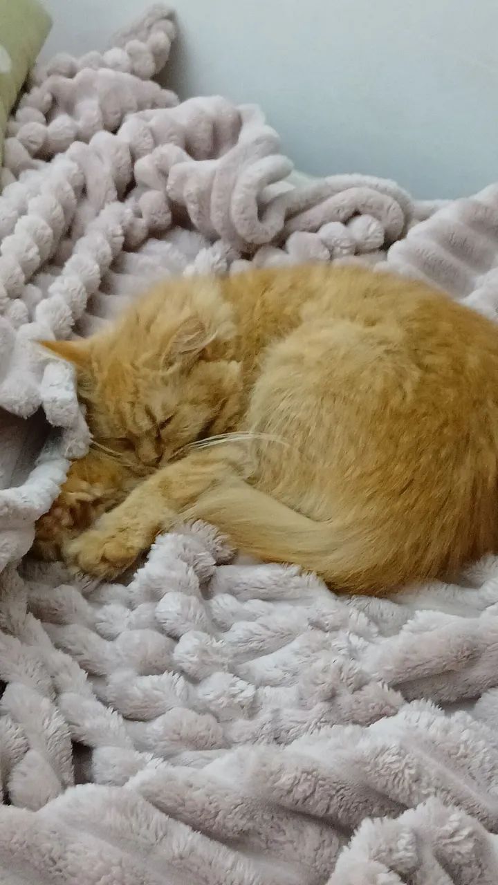 Gata para adoção responsável  - Foto 3