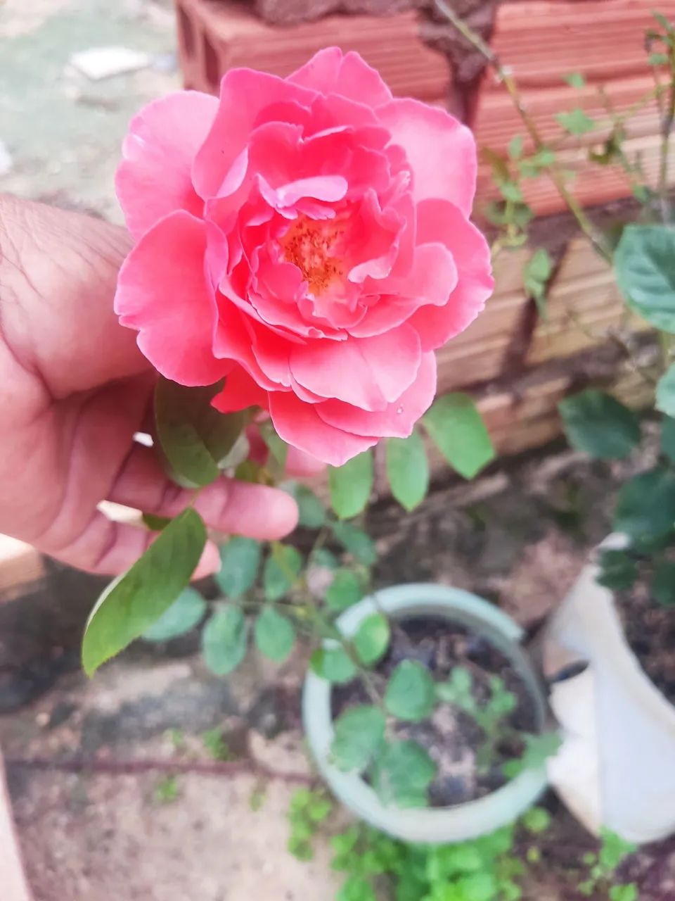 Roseira cor salmão 