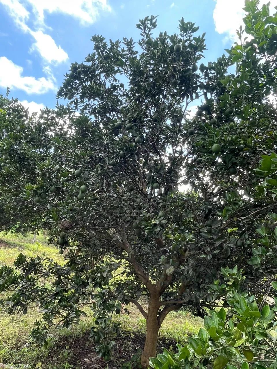 Chácara a venda  - Foto 2