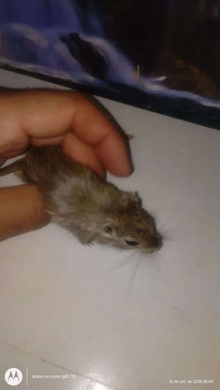 Gerbil  - Foto 3