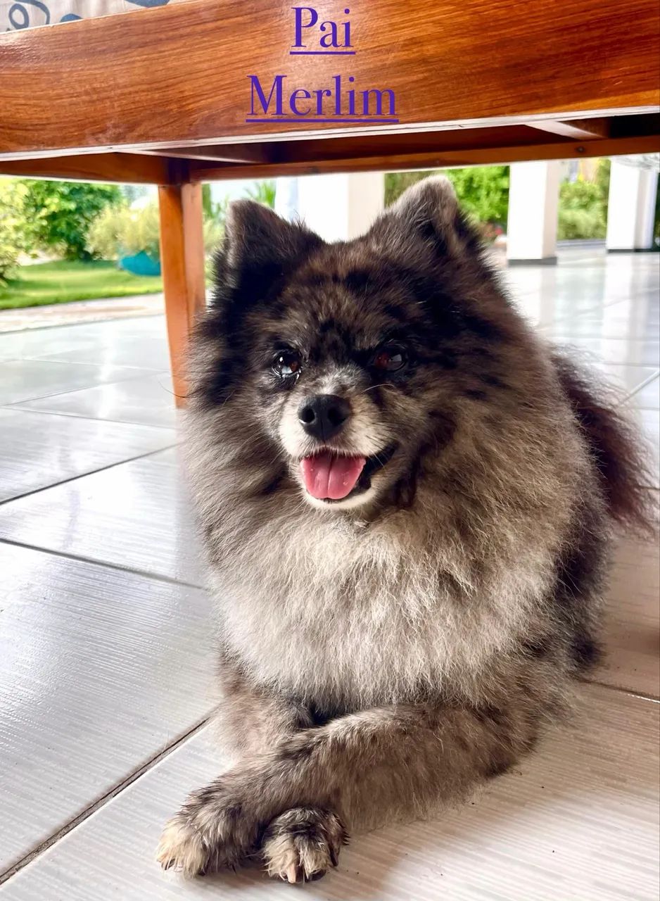 Filhote de Spitz Alemão tipo raposinha - Foto 4