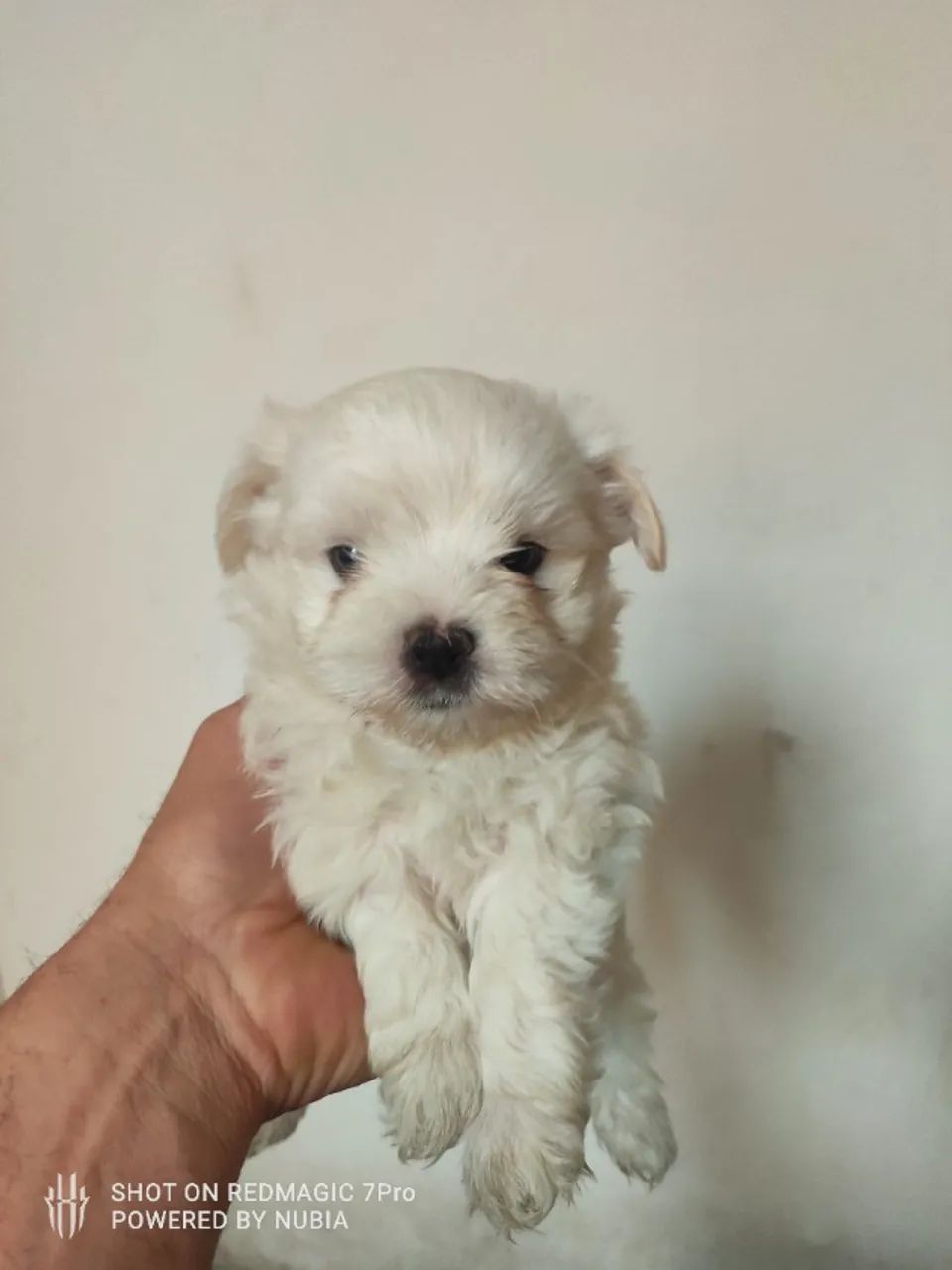 Filhotes de maltês  - Foto 5
