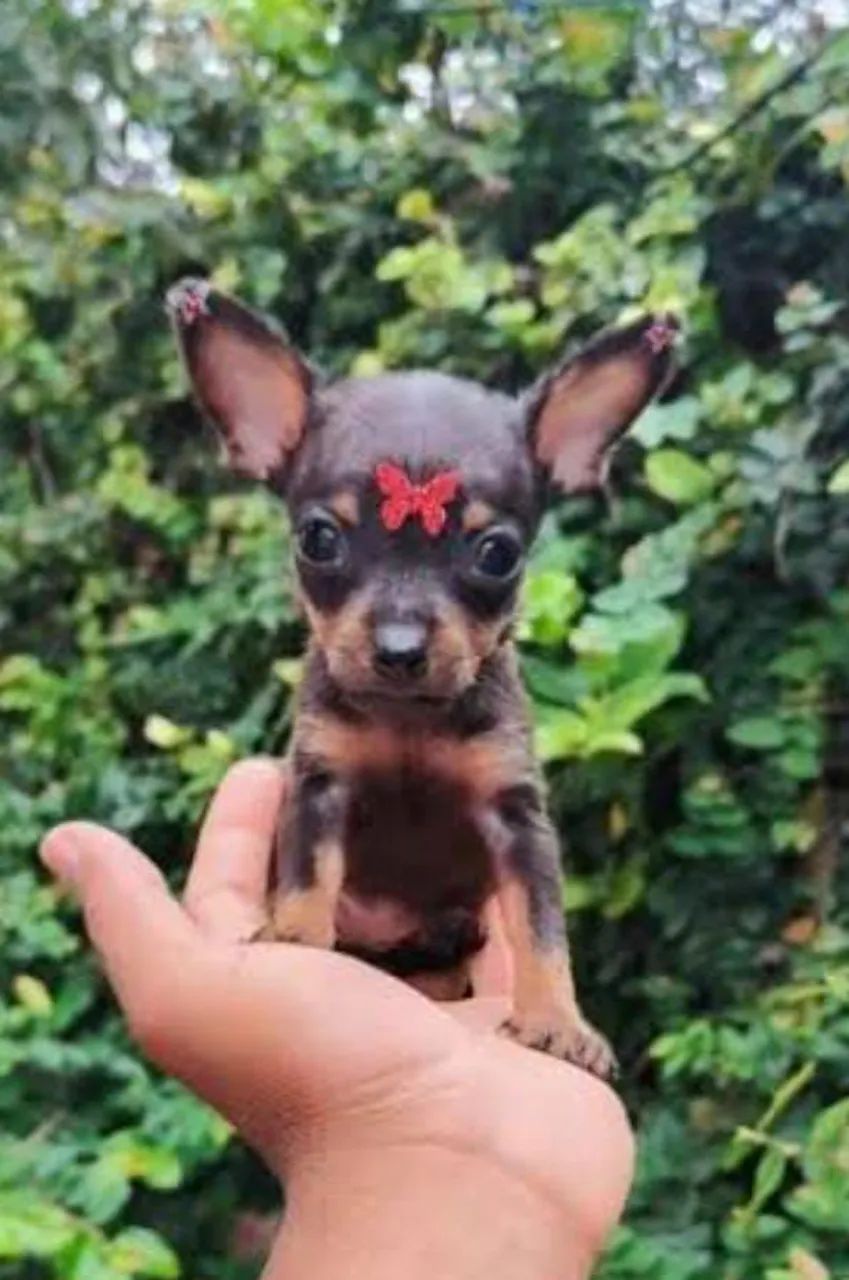 Promoção -Pinscher Minúsculos - Foto 3
