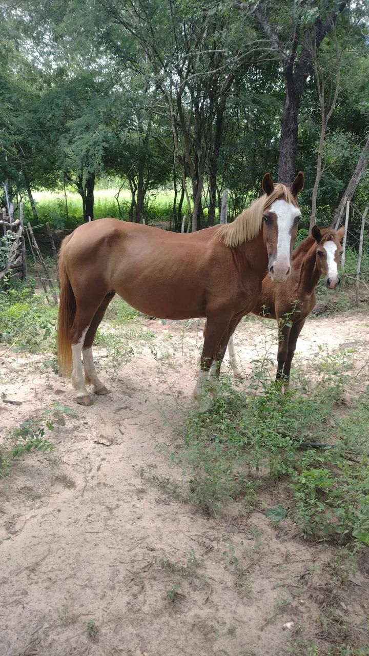 Égua para cavalgada e trabalhos no campo  - Foto 5
