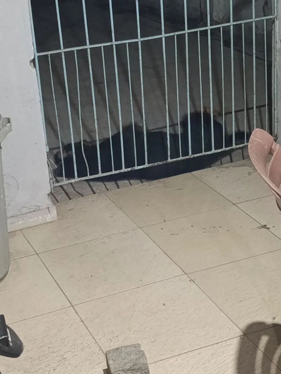 rottweiler misturado para adoção 