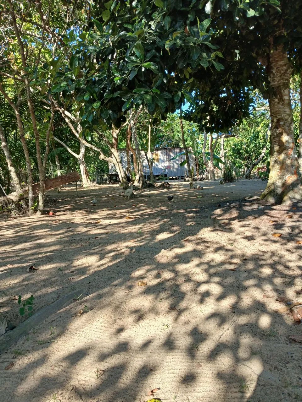Vendo sítio  - Foto 5