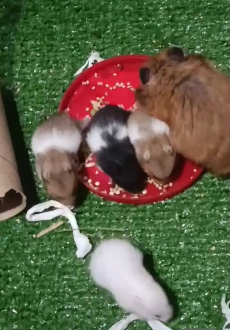 Hamster sírio filhotes mansos - Foto 4