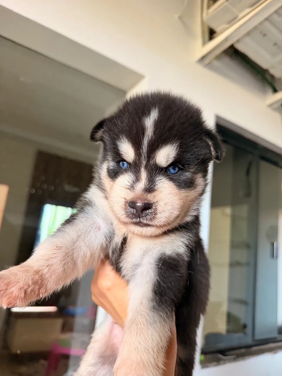 Husky siberiano  - Foto 2