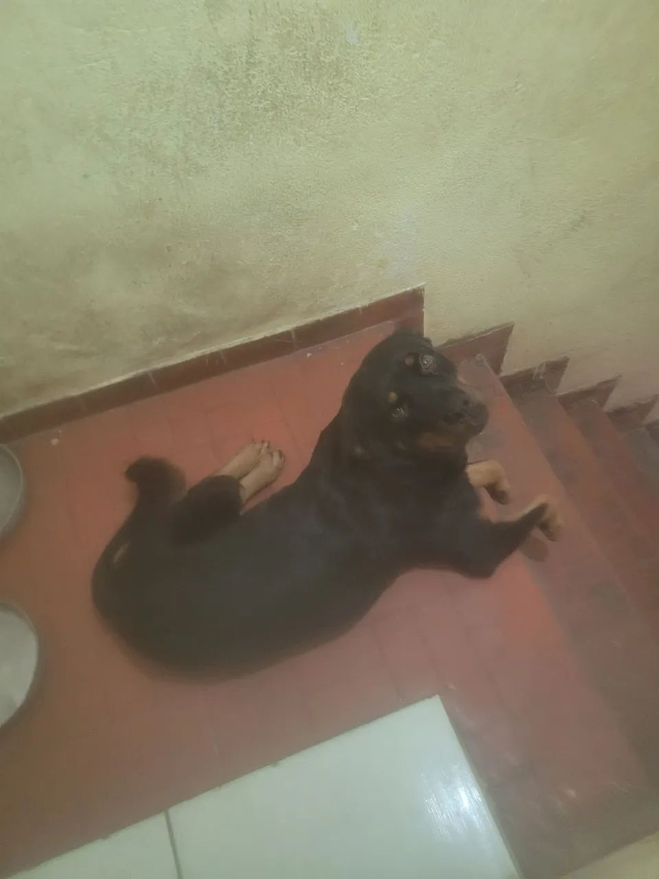 ROTTWEILER PARA DOAÇÃO - Foto 4