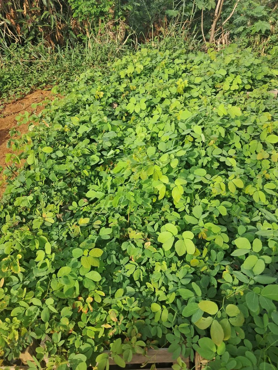 Mudas de Sansão-do-campo em Dona Euzébia  - Foto 5